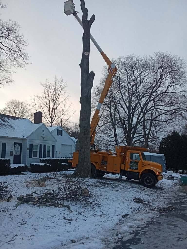 Orange bucket truck taking down a tall tree in sections on a snowy front lawn, with cut logs and brush nearby