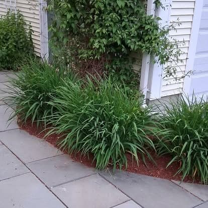 Curved garden bed with fresh red mulch and daylily clumps along a gray stone walkway by white siding