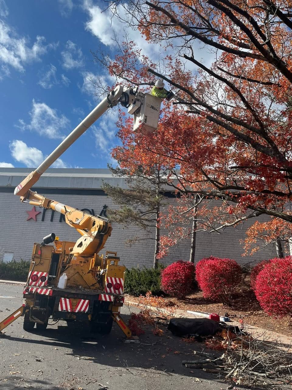 Bucket truck worker trimming a red-leaved autumn tree beside a large retail store, with cut branches on the pavement
